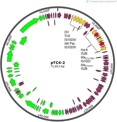 Effect of high-copper diet on transference of blaCTX−M genes among Escherichia coli strains in rats' intestine